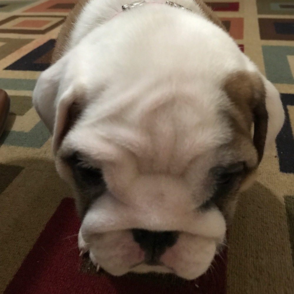 Meet your Posher, A V