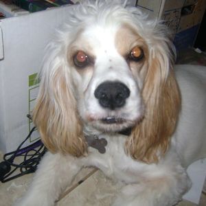 Meet your Posher, Bubba