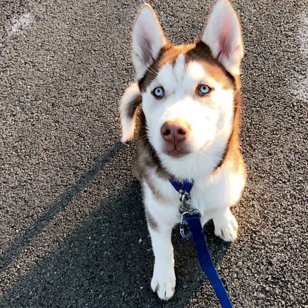 He's almost 5 months old now! Big mutt!