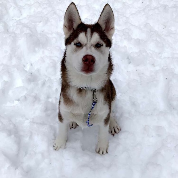 He's almost 5 months old now! Big mutt! - Picture 2 of 4