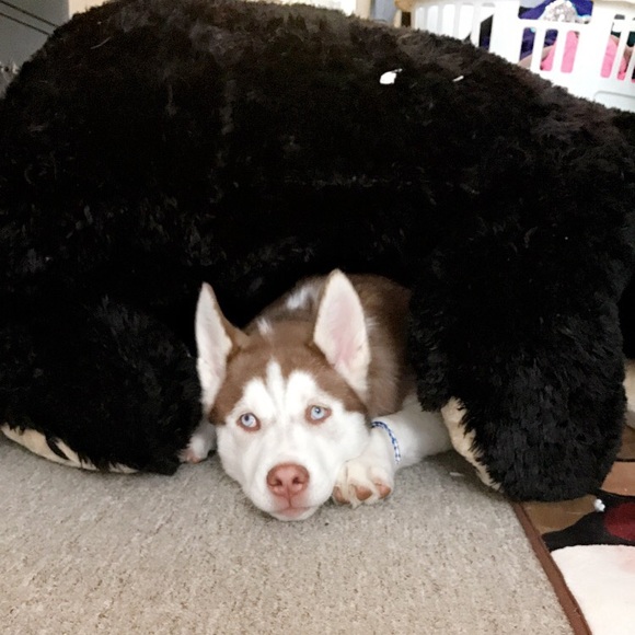 He's almost 5 months old now! Big mutt! - Picture 3 of 4