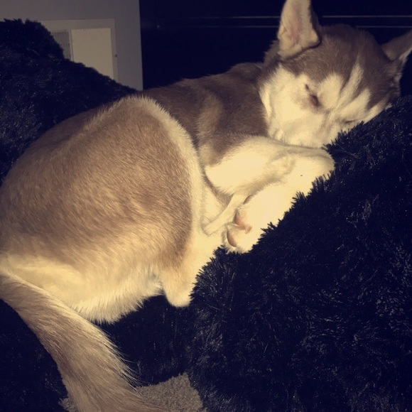 He's almost 5 months old now! Big mutt! - Picture 4 of 4