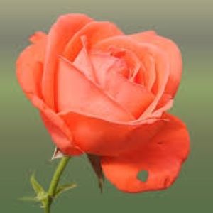 Meet your Posher, Chasity