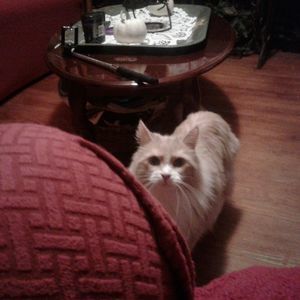 Meet your Posher, Sheila