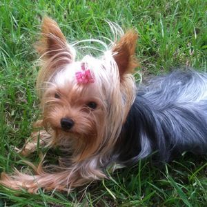 Meet your Posher, Jessie ann