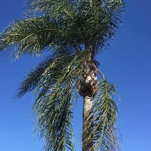 Meet your Posher, Janice