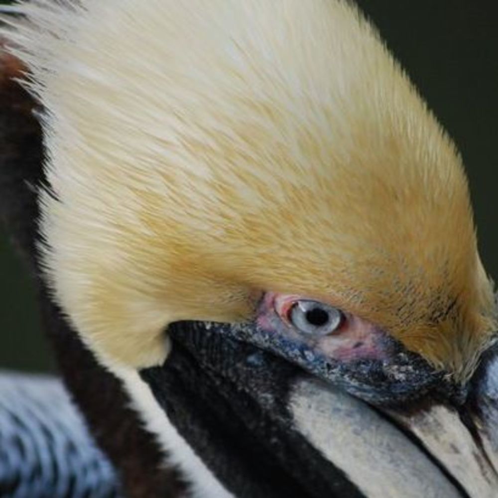 Meet your Posher, Jean