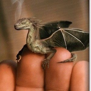 Meet your Posher, Rhonda