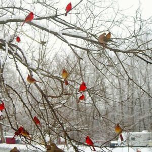 Meet your Posher, Rosemary