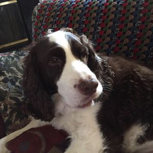 Meet your Posher, Helen