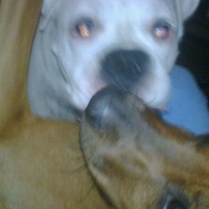 Meet your Posher, Tyson