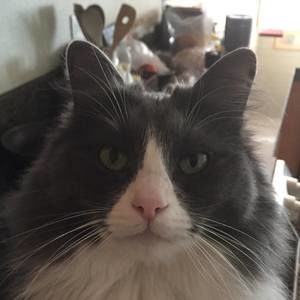 Meet your Posher, Connie