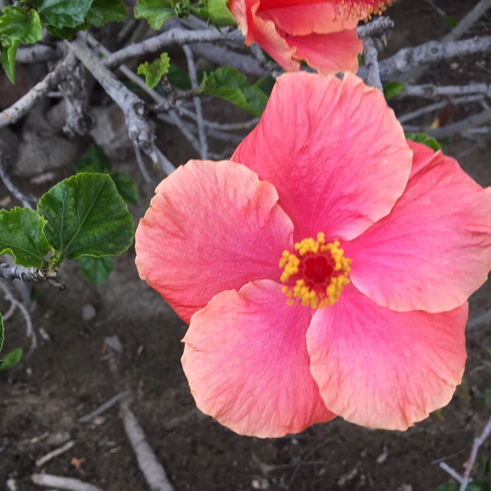 Meet your Posher, Lexie