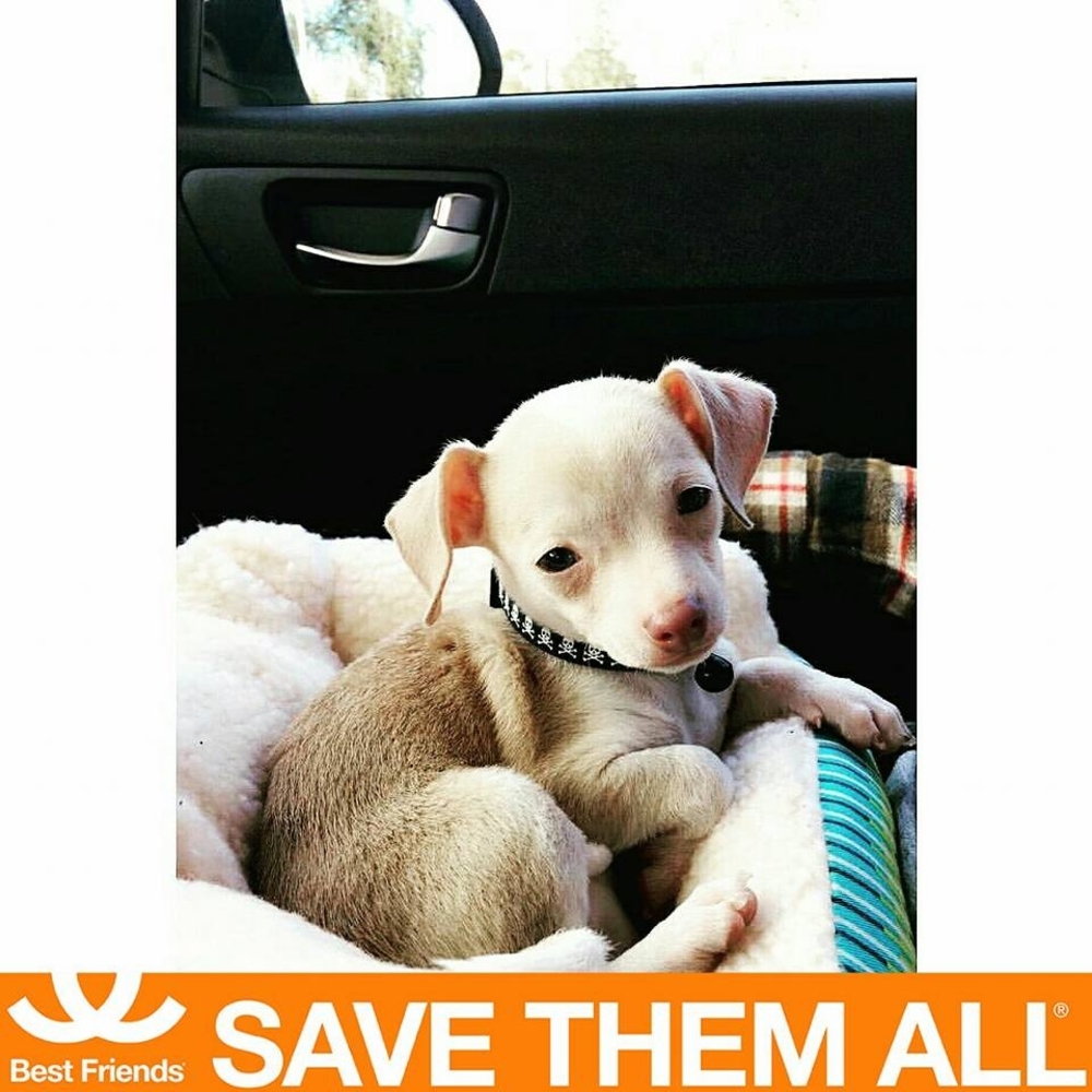 Meet your Posher, Susan