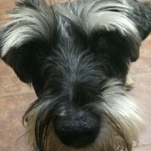 Meet your Posher, Daphne