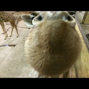 Meet your Posher, Correna