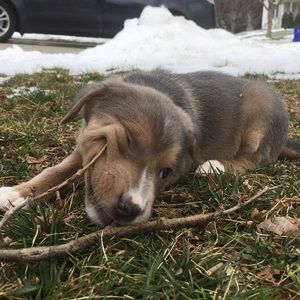 Meet your Posher, Ella