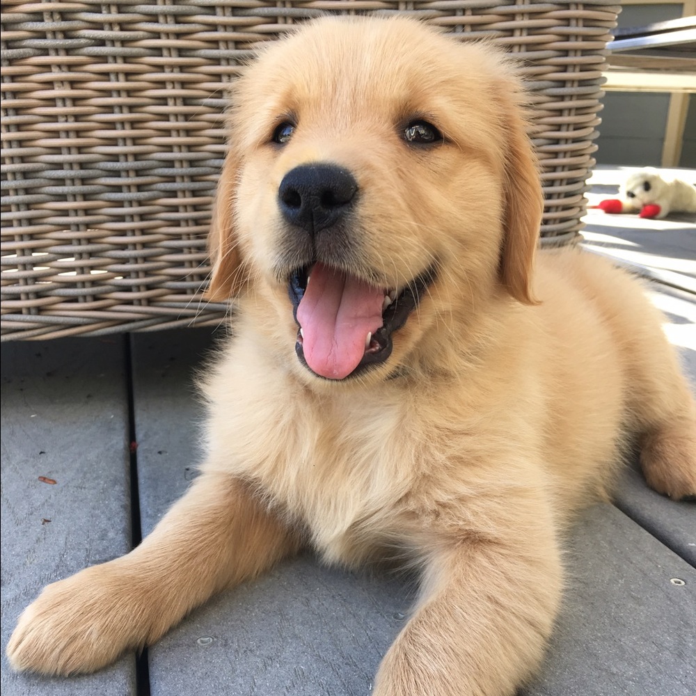 Meet Daisy🌼