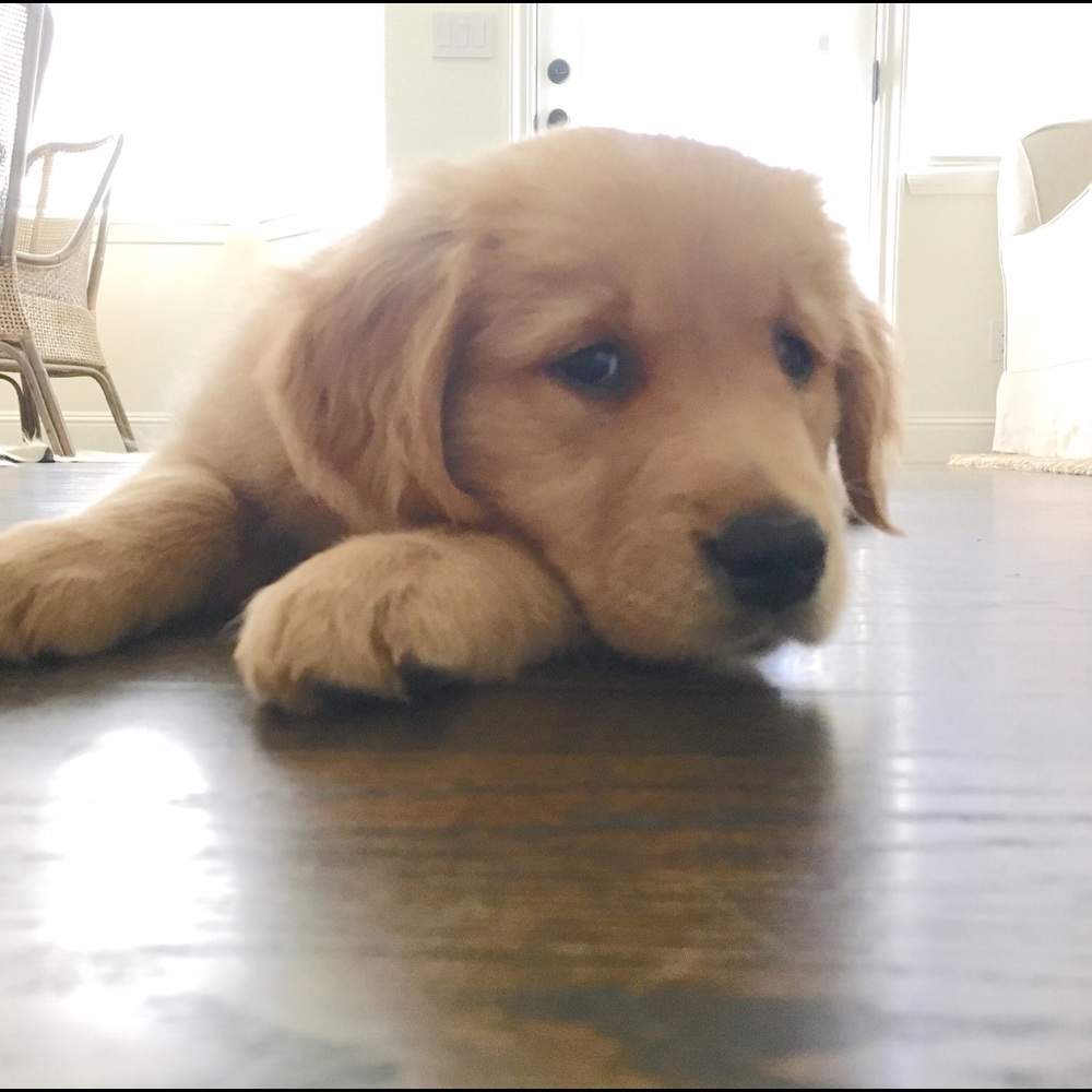 Meet Daisy🌼 - Picture 3 of 7