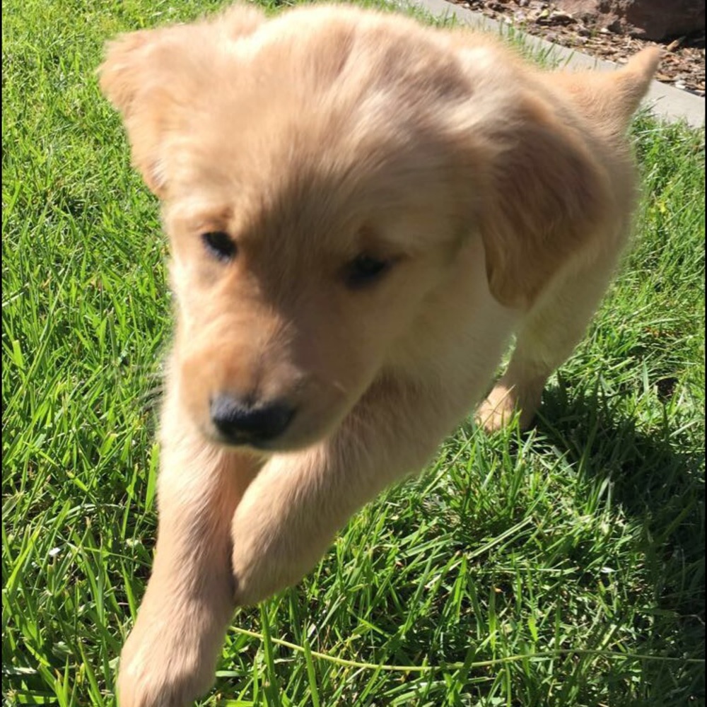 Meet Daisy🌼 - Picture 6 of 7