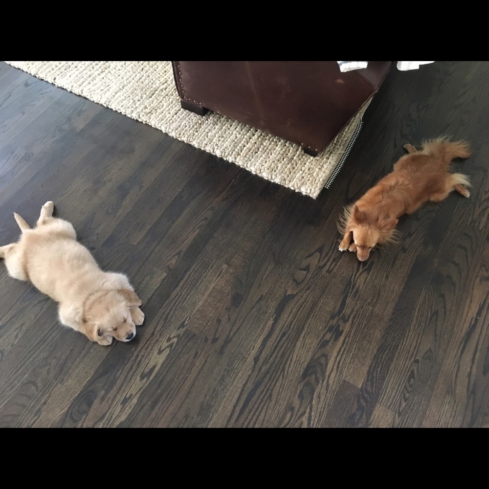 Meet Daisy🌼 - Picture 7 of 7