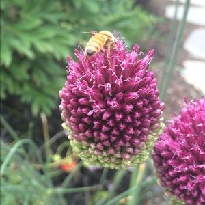 Meet your Posher, Deana