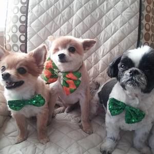 Meet your Posher, Sherri