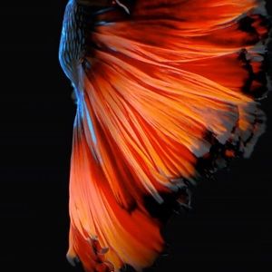 Meet your Posher, Jean paul