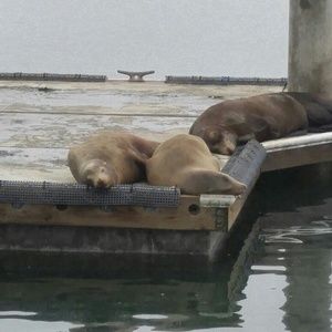 Meet your Posher, Valerie