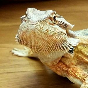 Meet your Posher, Tammy