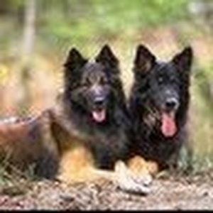 Meet your Posher, Susanna