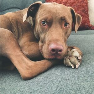 Meet your Posher, Rob