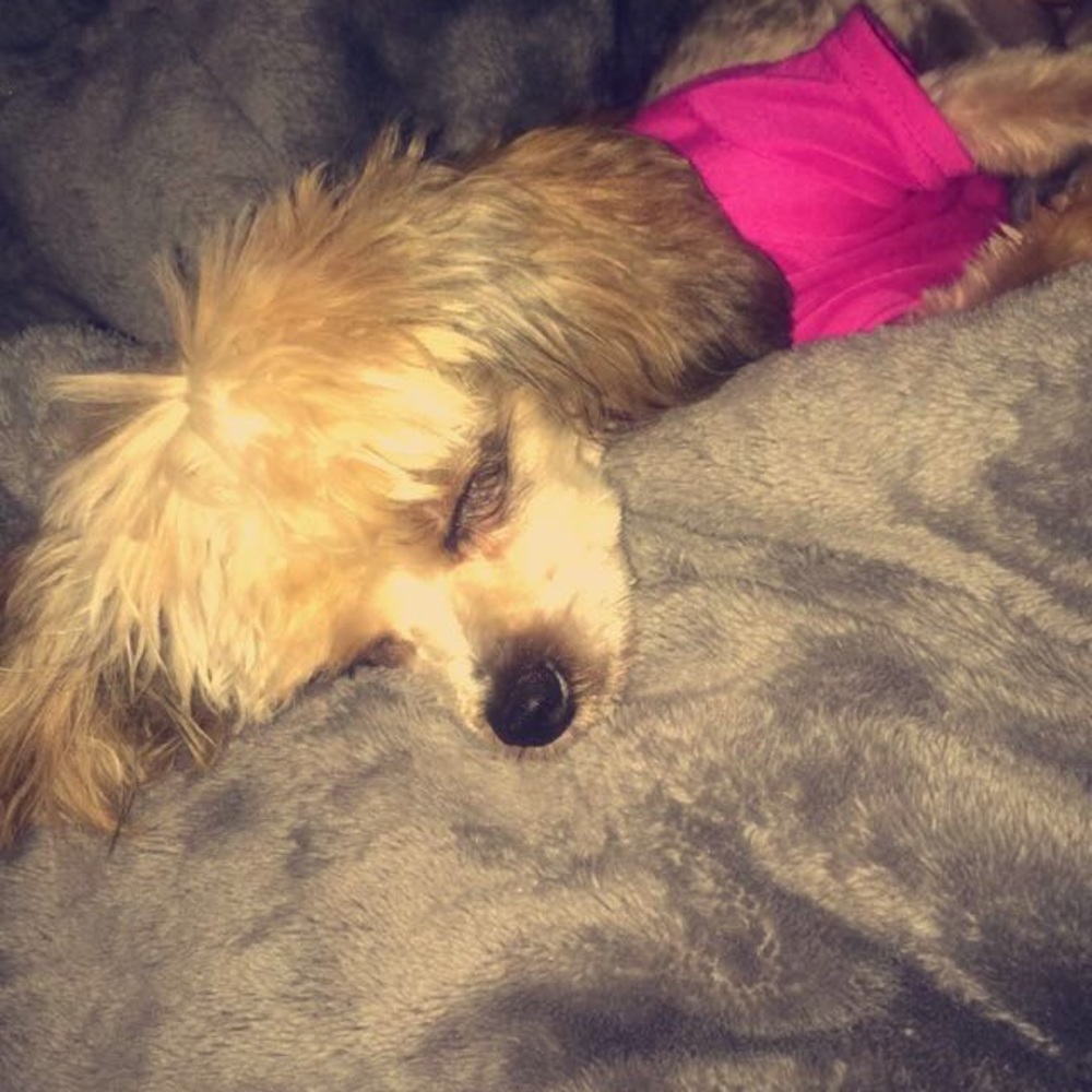 Meet your Posher, Princess