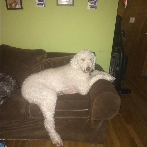 My furbabies - Picture 2 of 8