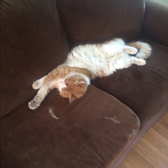 My furbabies - Picture 4 of 8