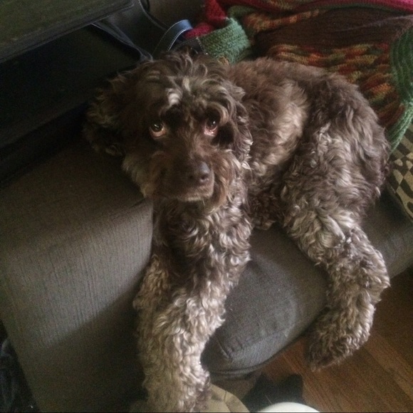 My furbabies - Picture 5 of 8