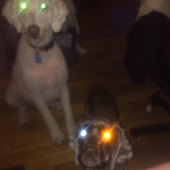 My furbabies - Picture 6 of 8