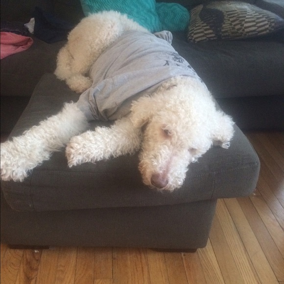 My furbabies - Picture 7 of 8