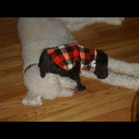 My furbabies - Picture 8 of 8