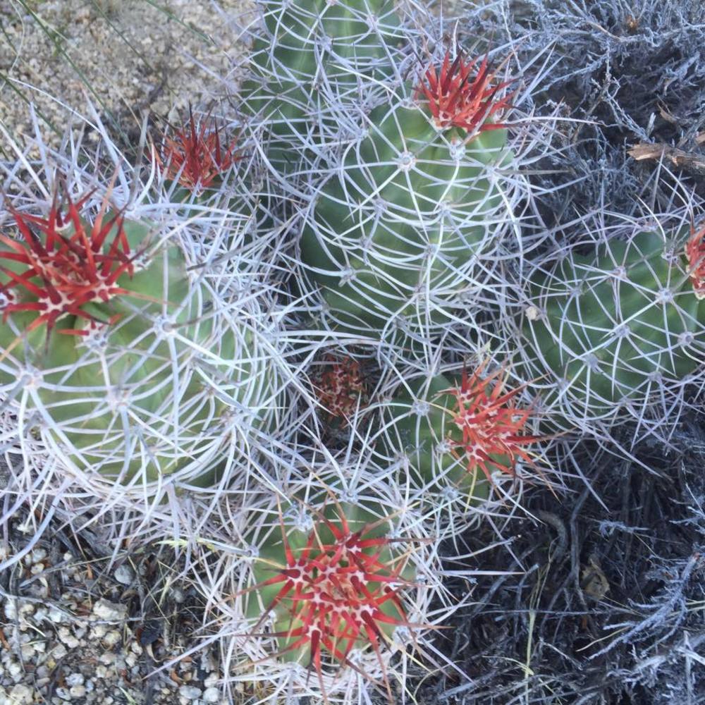 Meet your Posher, Leticia