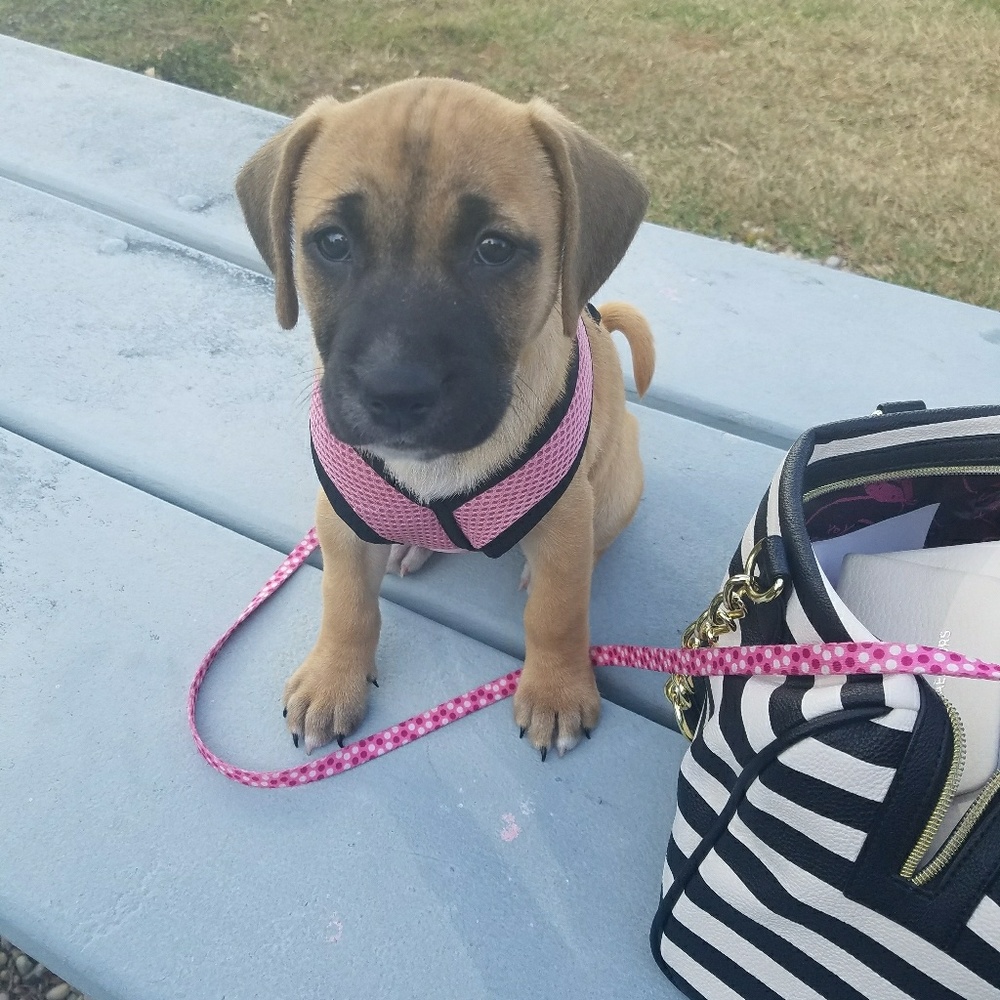 Meet my new puppy Kloe