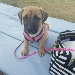 Meet my new puppy Kloe