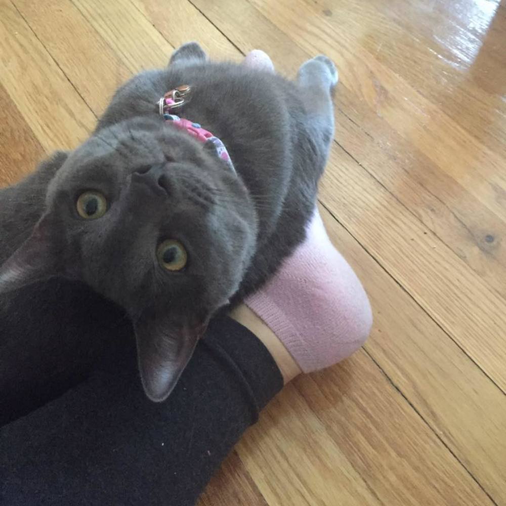 Meet your Posher, Marley