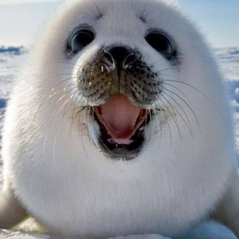 Meet your Posher, Shannan