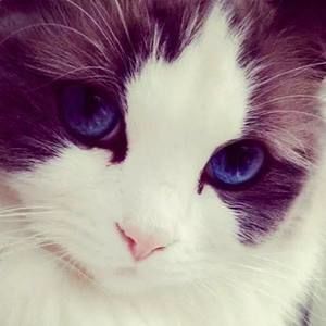 Meet your Posher, Xiaoyue