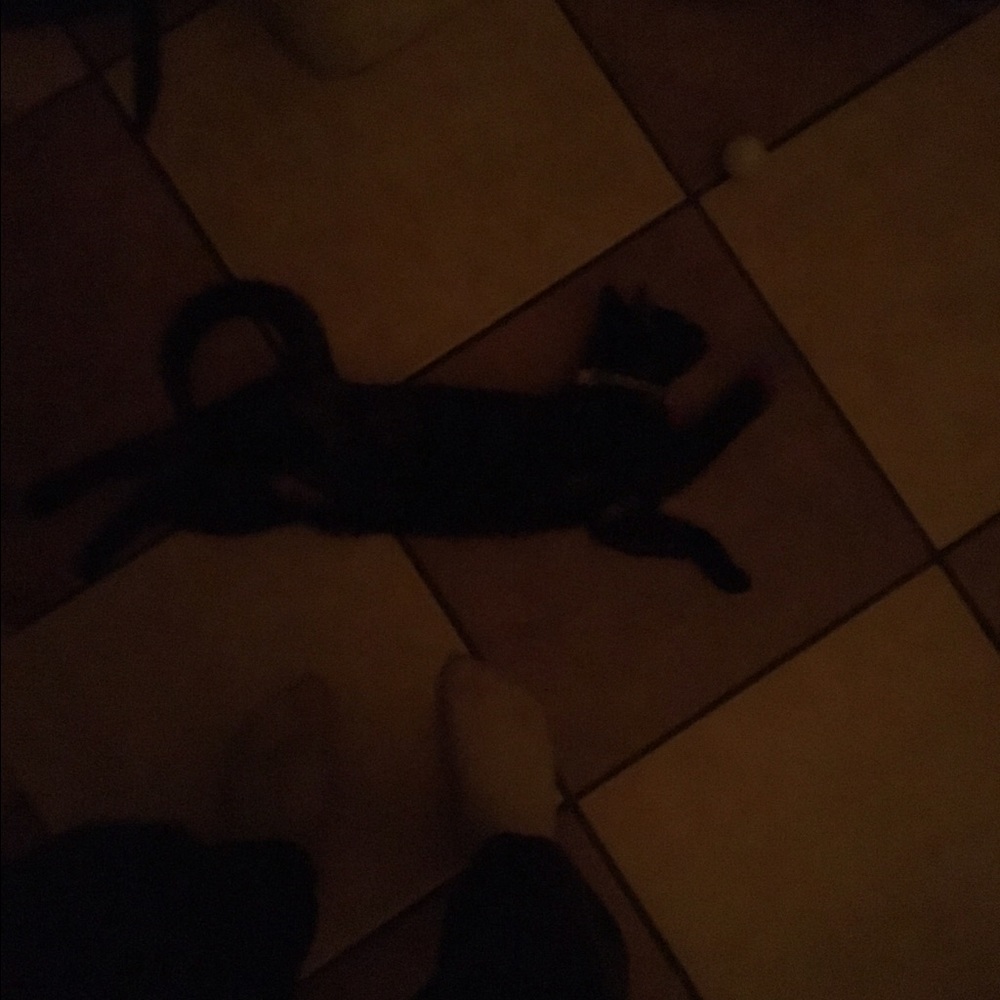 Meet your Posher, Shirley