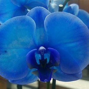 Meet your Posher, Cynthia