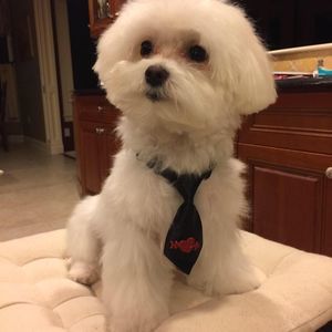 Meet your Posher, Maria