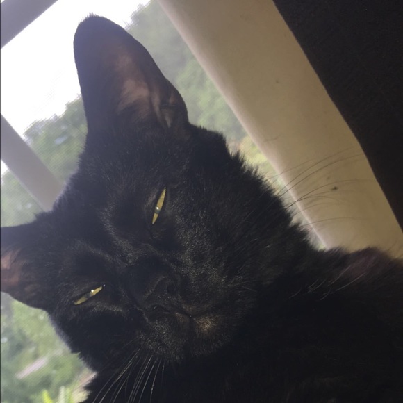 Meet your Posher, Shonta - Picture 3 of 8