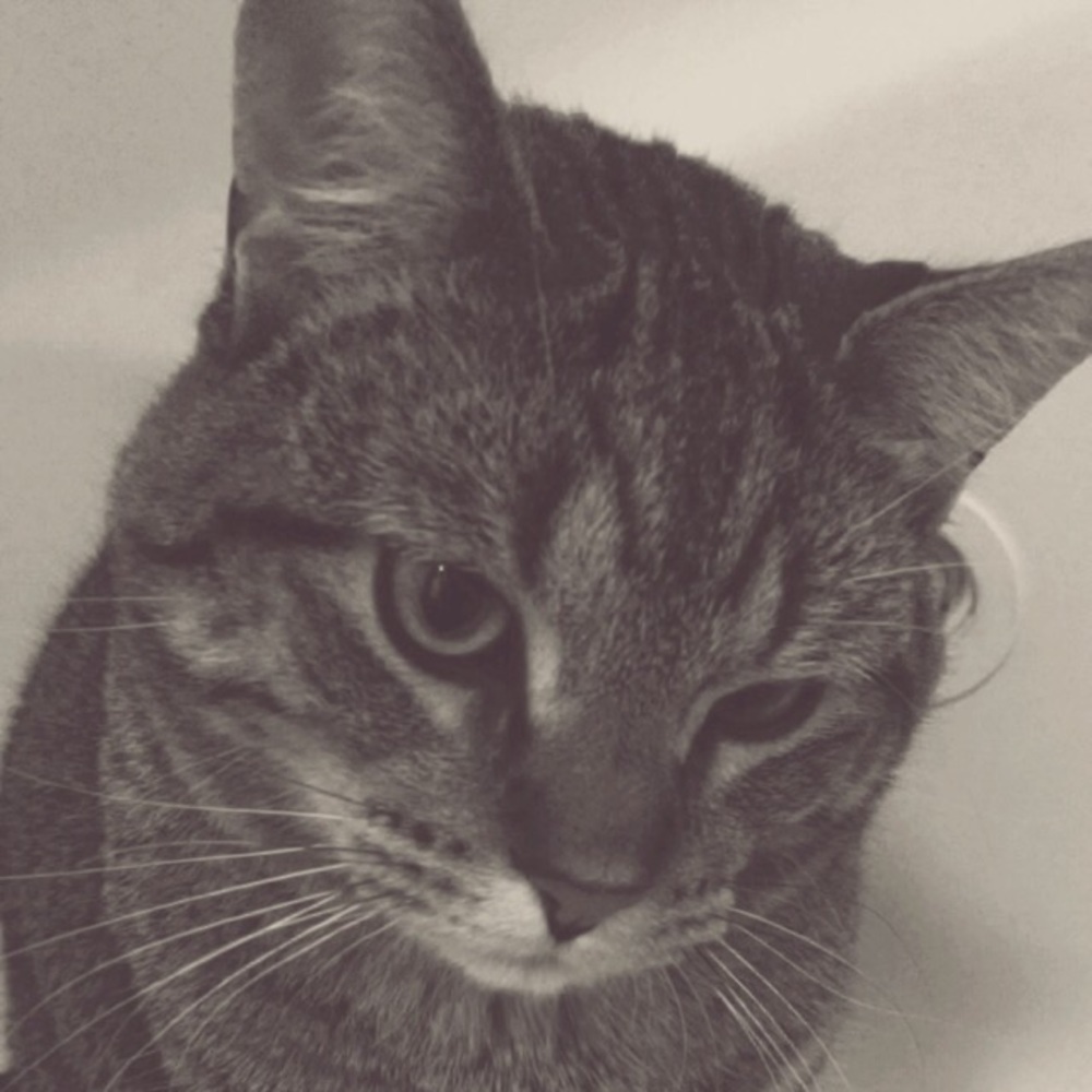 Meet your Posher, Nicky
